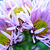 Aster  novae-angliae - Harringtons Pink - Aster