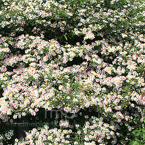 Aster lateriflorus (Aster)