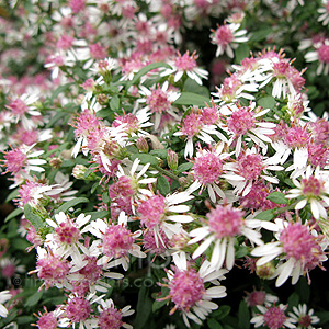 Aster lateriflorus - 'Horizontalis' (Aster)