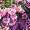 Aster novae-anglias - Roter Stern - Michealmas Daisy