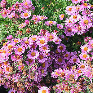 Aster novae-anglias - 'Roter Stern' (Michealmas Daisy)