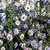 Aster turbinellus - Michaelmas Dasiy