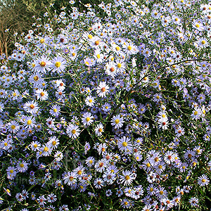 Aster turbinellus (Michaelmas Dasiy)