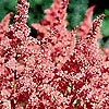 Astilbe X Rheinland
