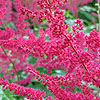 Astilbe x arendsii - Glut - Astilbe