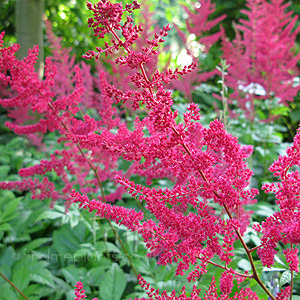 Astilbe x arendsii - 'Glut' (Astilbe)