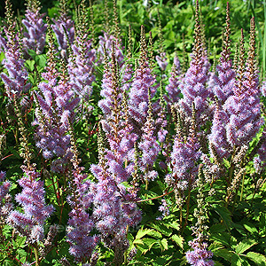 Astilbe  chinensis - 'Pumila' (Astilbe)