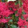 Astilbe - Red Sentinal - Astilbe