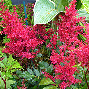 Astilbe - 'Red Sentinal' (Astilbe)