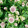 Astrantia major - Buckland