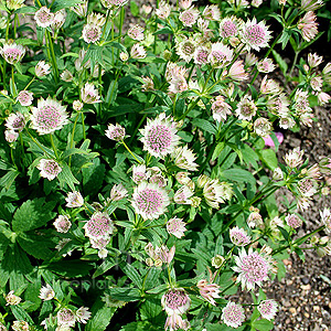 Astrantia major - Buckland