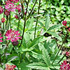 Astrantia major - Ruby Wedding