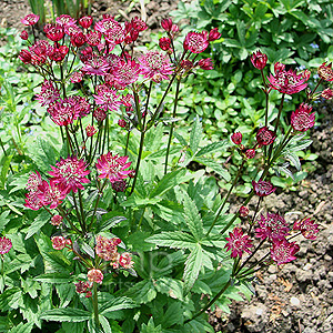 Astrantia major - Ruby Wedding