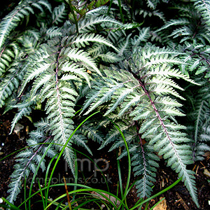 Athyrium niponicum - 'Pictum' (Lady Fern, Athyrium)