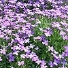 Aubretia kotschyi - Aubretia