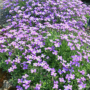 Aubretia kotschyi (Aubretia)