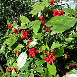 Aucuba japonica - 'Hillieri' ( Aucuba)