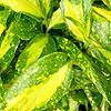 Aucuba japonica - Picturata - Spotted Laurel