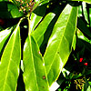 Aucuba japonica - Salicifolia - Aucuba