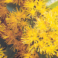 Azara lanceolata