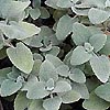 Ballota pseudodictamnus - Shrubby Horehound