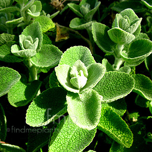 Ballota pseudodictamnus (Shrubby Horehound)