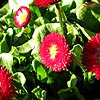 Bellis  perennis - Bellisima Red - Ornamental daisy