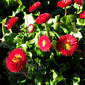 Bellis  perennis - 'Bellisima Red' (Ornamental Daisy)