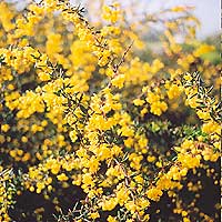 Berberis X stenophylla (Berberis)
