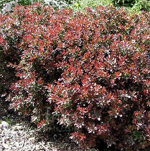 Berberis thunbergii - 'Atropurpurea Nana'