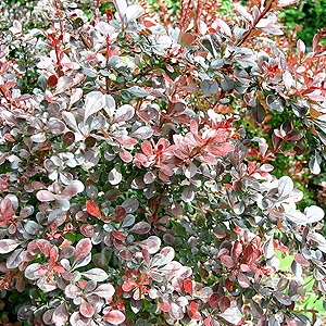 Berberis thunbergii - 'Atropurpurea' (Barberry)