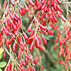 Berberis koehneana - Auramea