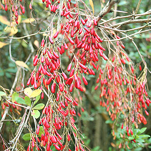 Berberis koehneana - 'Auramea'