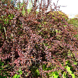 Berberis ottawensis - 'Superba' (Barberry, Berberis)