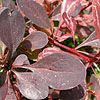 Berberis  thunbergii - Rose Glow - Berberis