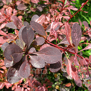 Berberis  thunbergii - 'Rose Glow' (Berberis)