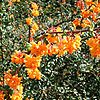 Berberis X stenophylla - Berberis