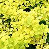 Berberis thunbergii - Aurea - Golden Berberis