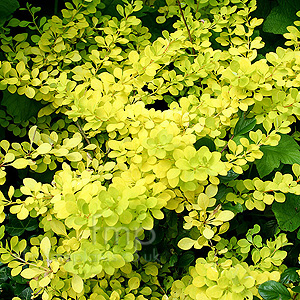 Berberis thunbergii - 'Aurea' (Golden Berberis)