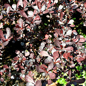 Berberis thunbergii - Darts Red Lady (Barberry, Berberis)