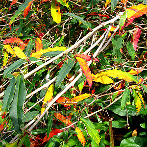 Berberis veitchii