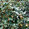 Berberis verruculosa