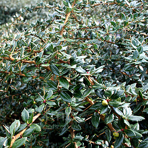 Berberis verruculosa