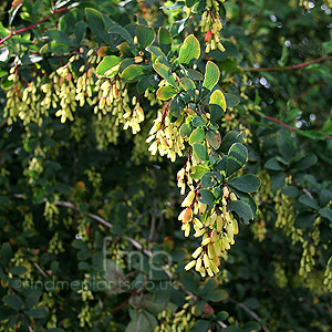 Berberis vulgapis