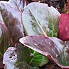 Bergenia purpurascens - Elephants ears, bergenia