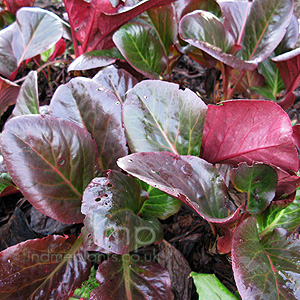 Bergenia purpurascens (Elephants Ears, Bergenia)