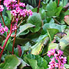 Bergenia Sunningdale - Bergenia