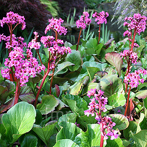 Bergenia 'Sunningdale' (Bergenia)