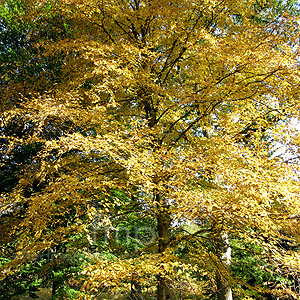 Betula lenta (Birch, Betula)