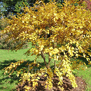 Betula medwediewii (Cherry Birch, Betula)